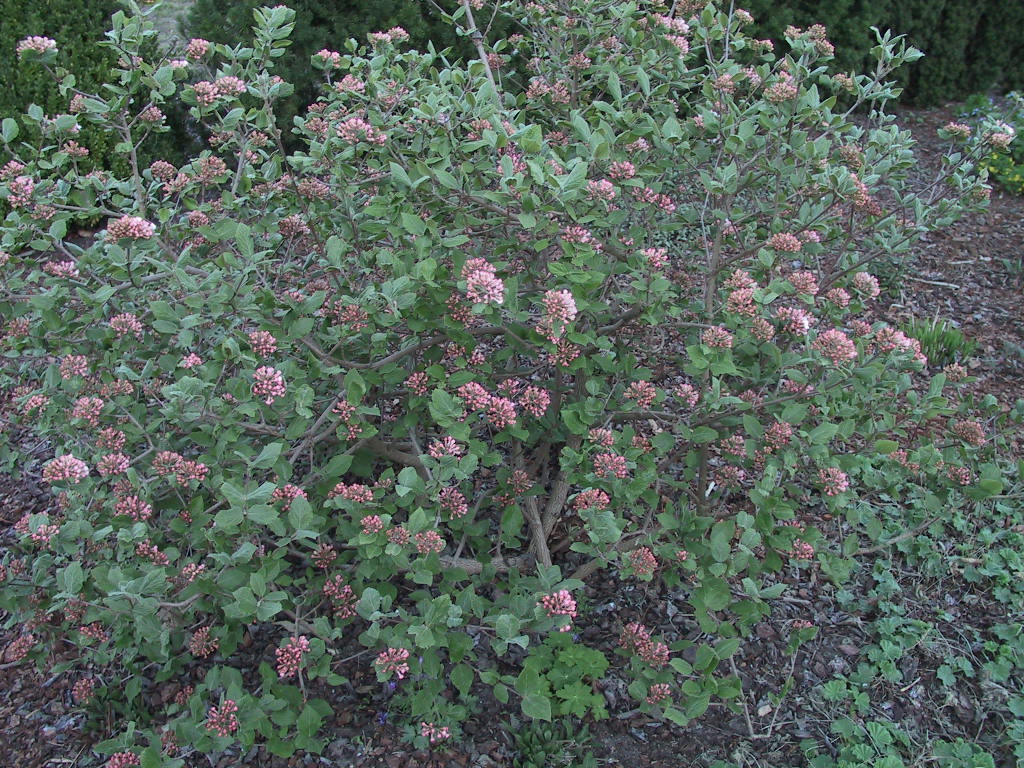 Viburnum juddii 02.JPG